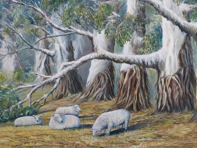 "Gum Trees" - Sheep take refuge from the sun under these Central Hawkes Bay gum trees. - Painting by Graham Stichbury, an artist from Hawke's Bay, New Zealand.